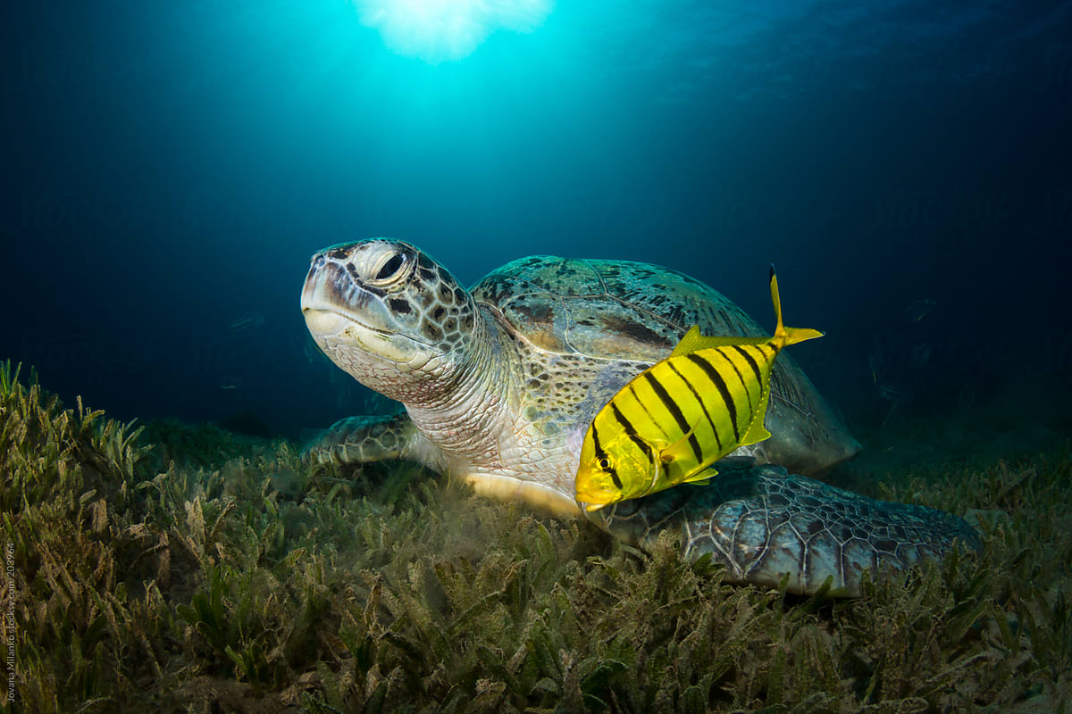 Big green sea turtle underwater