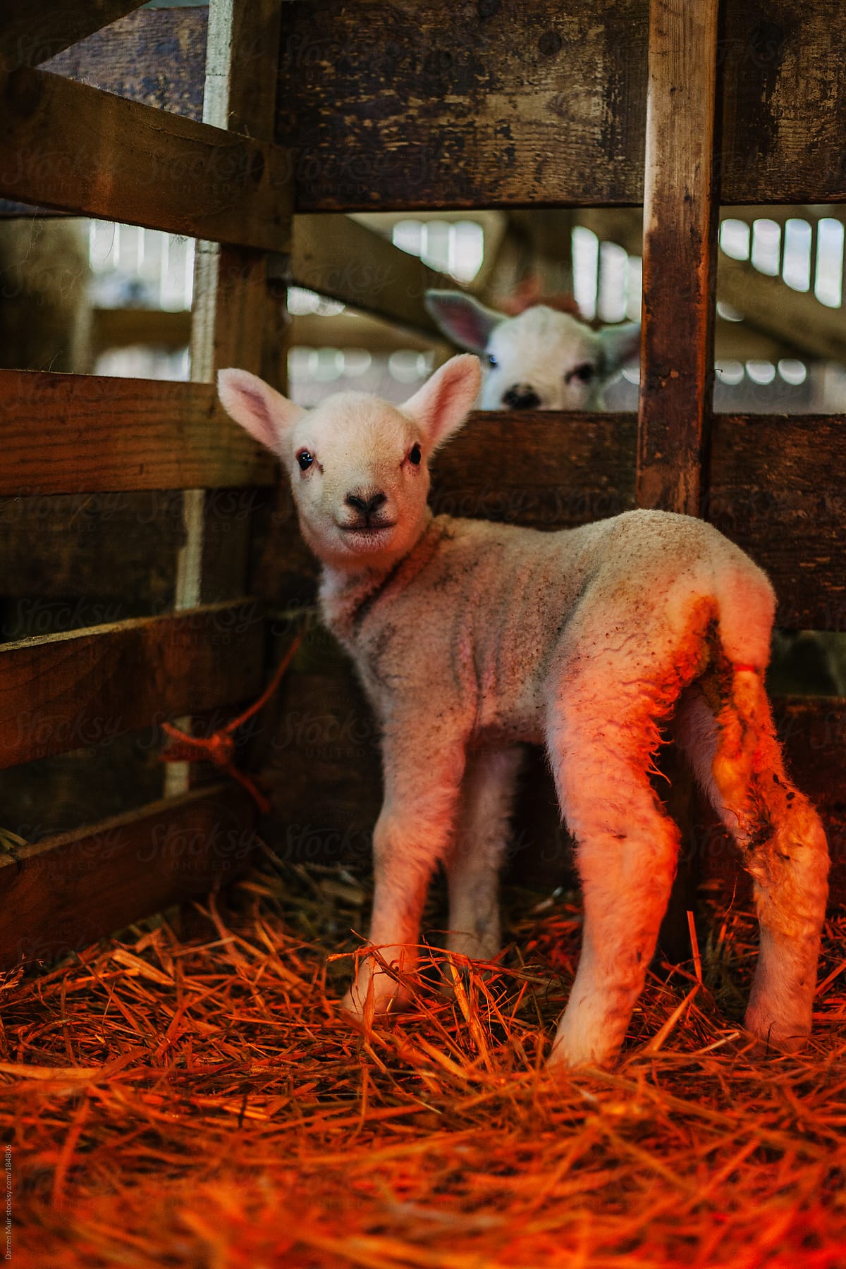 Two day old lamb.