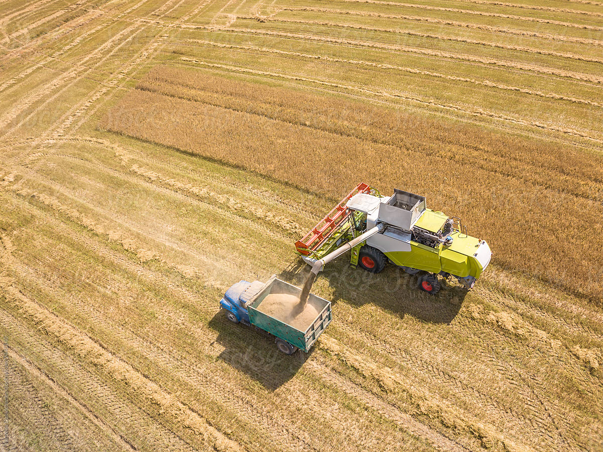 Agricultural machinery on a wheat filds. Harvesting of ripe cere
