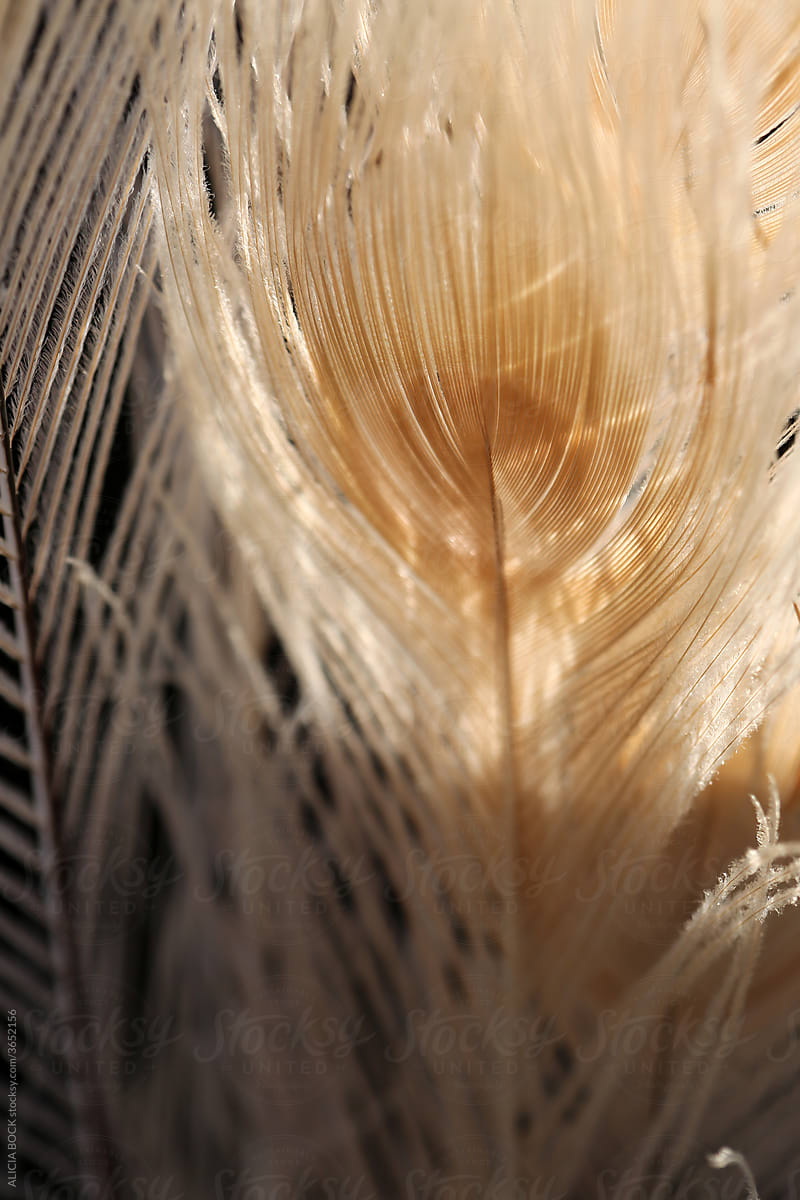 White Peacock Feathers In Sunshine