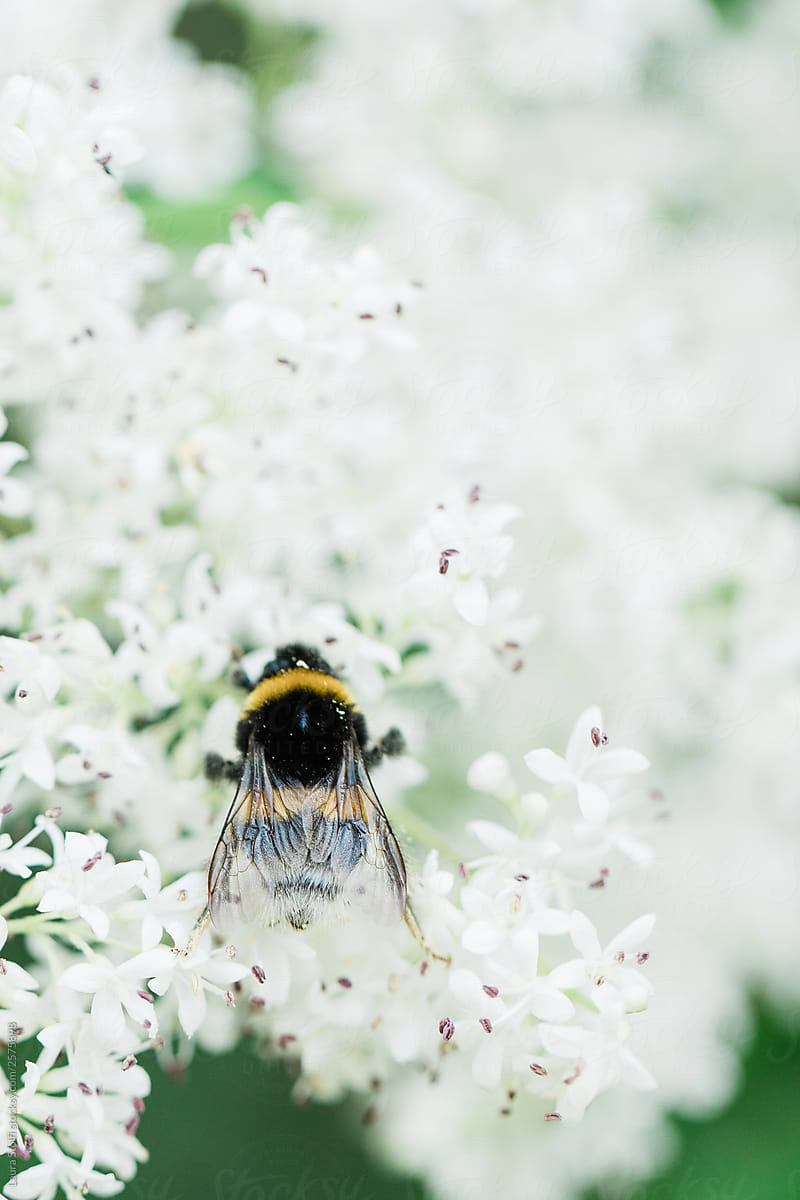 Bumblebee on white privet flowers