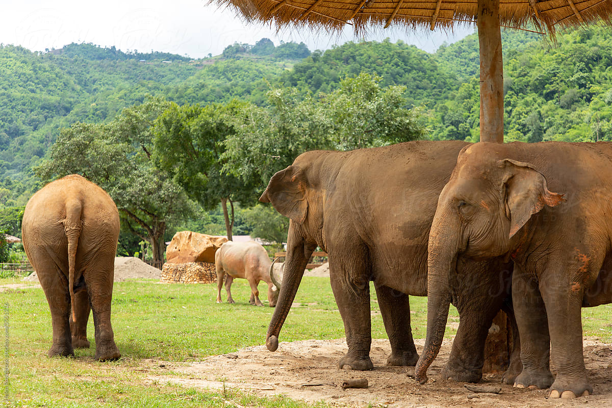 Rescued elephants enjoying the sanctuary where they now live in Thaila
