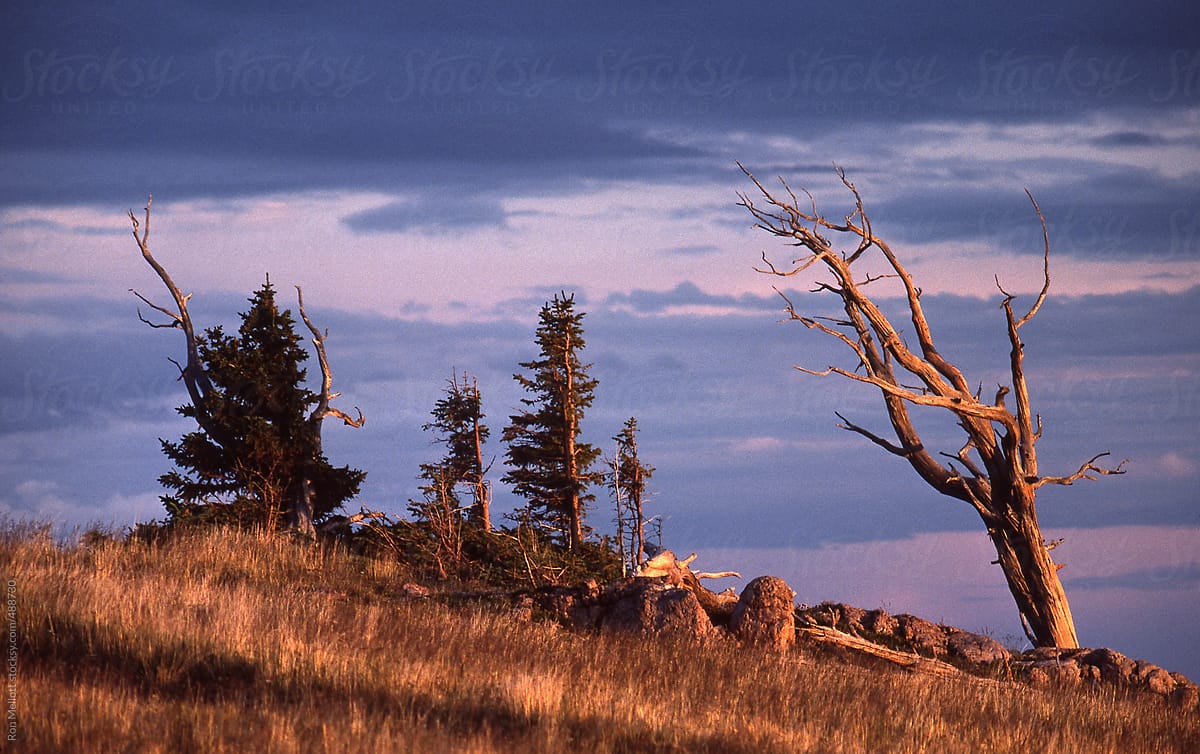 trees in colorado rockies at timberline montane alpine late afternoon