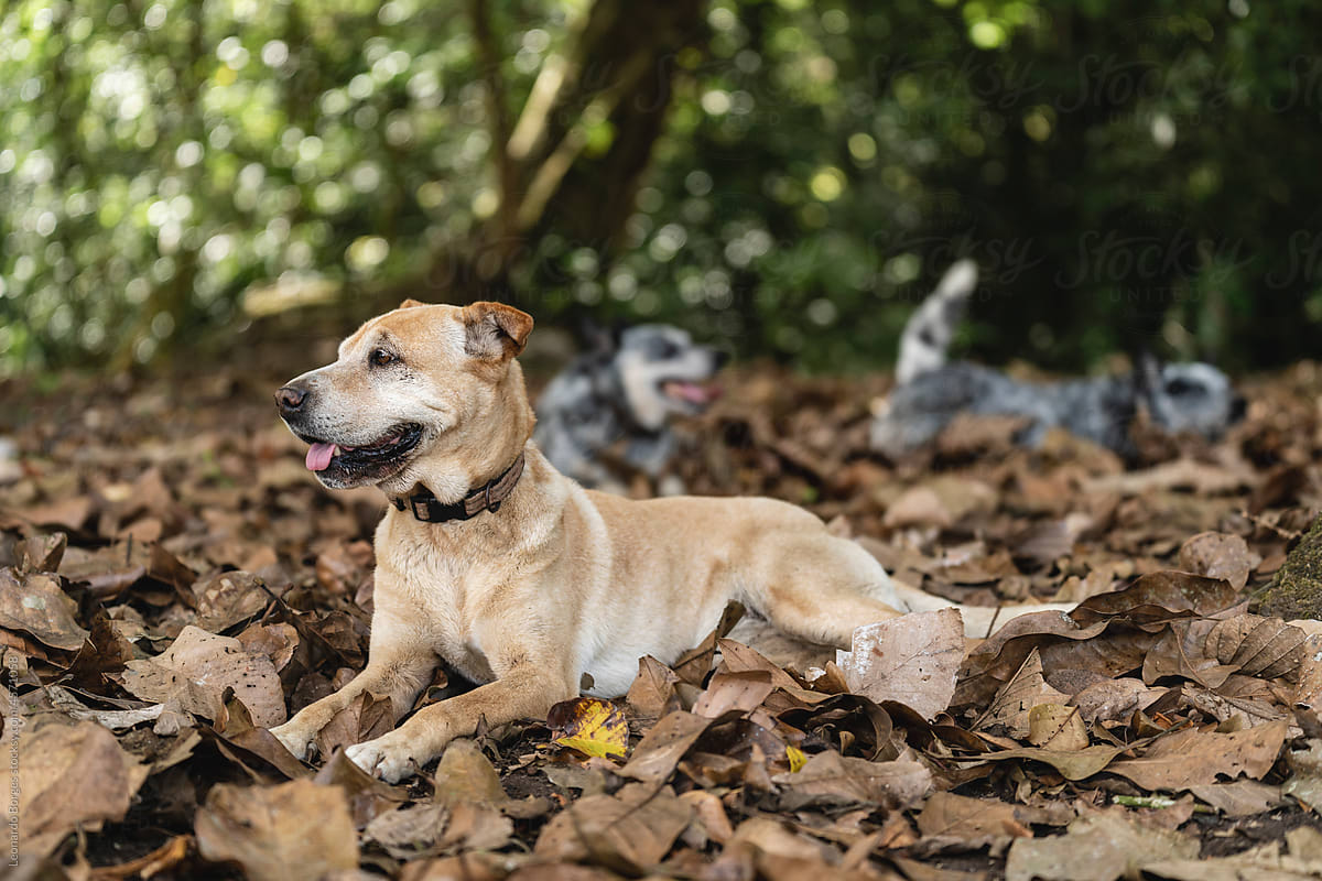 Dogs of different breeds resting in the forest