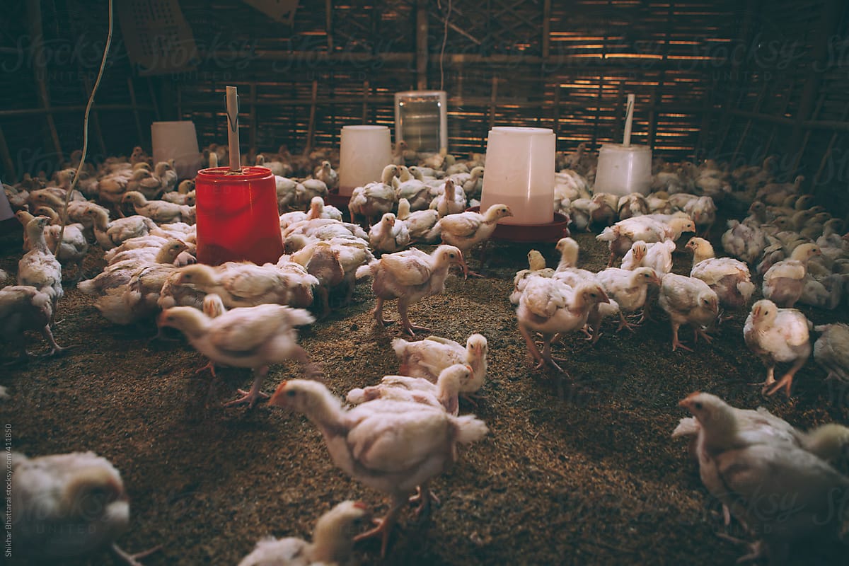 Small scale poultry farm in village of Nepal.
