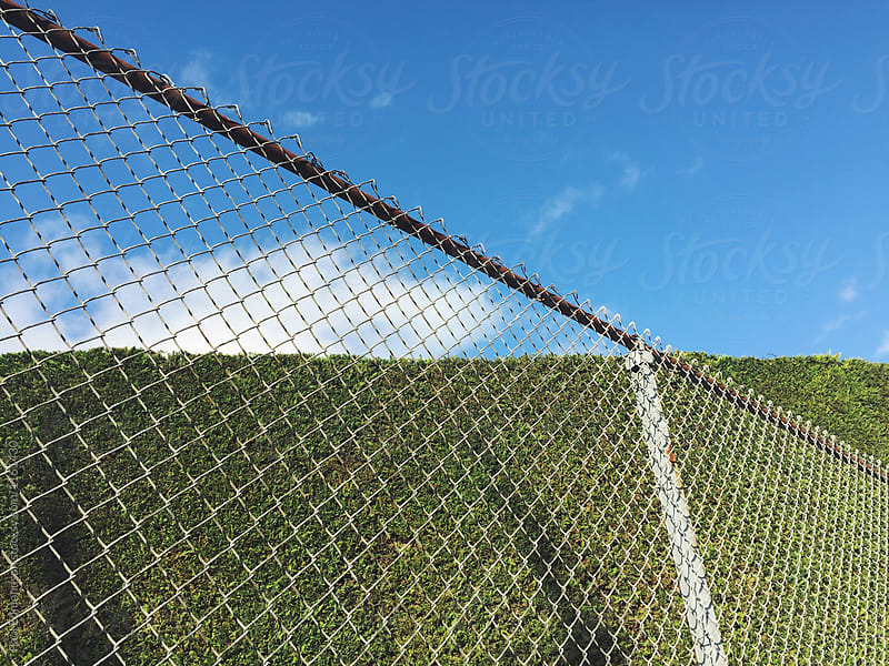 Chain-link fence in front of bush