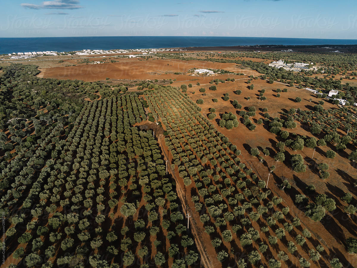 Olive tree farm