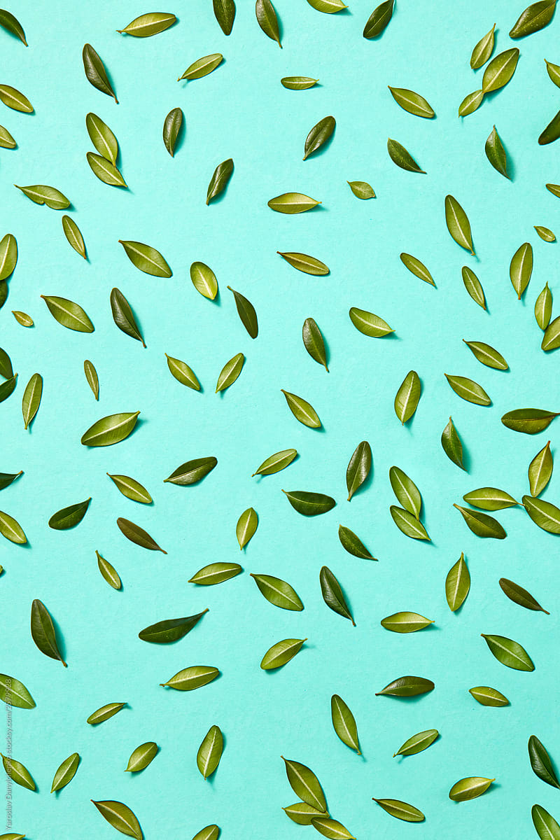 Fresh leaves on a turquoise background.