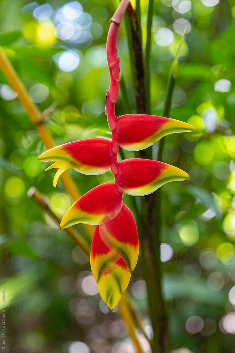 Colorful Heliconia Flower in Rainforest Jungle of Costa Rica
