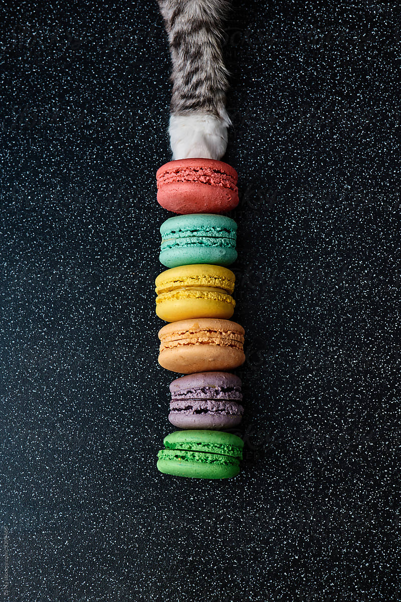 Cute grey cat touch macaroons on the dark background