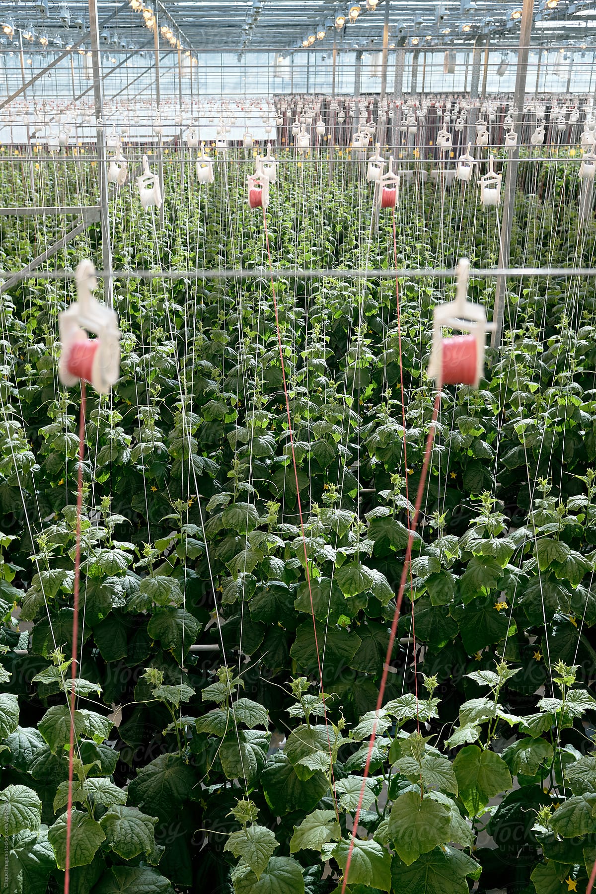 Industrial cultivation of cucumbers