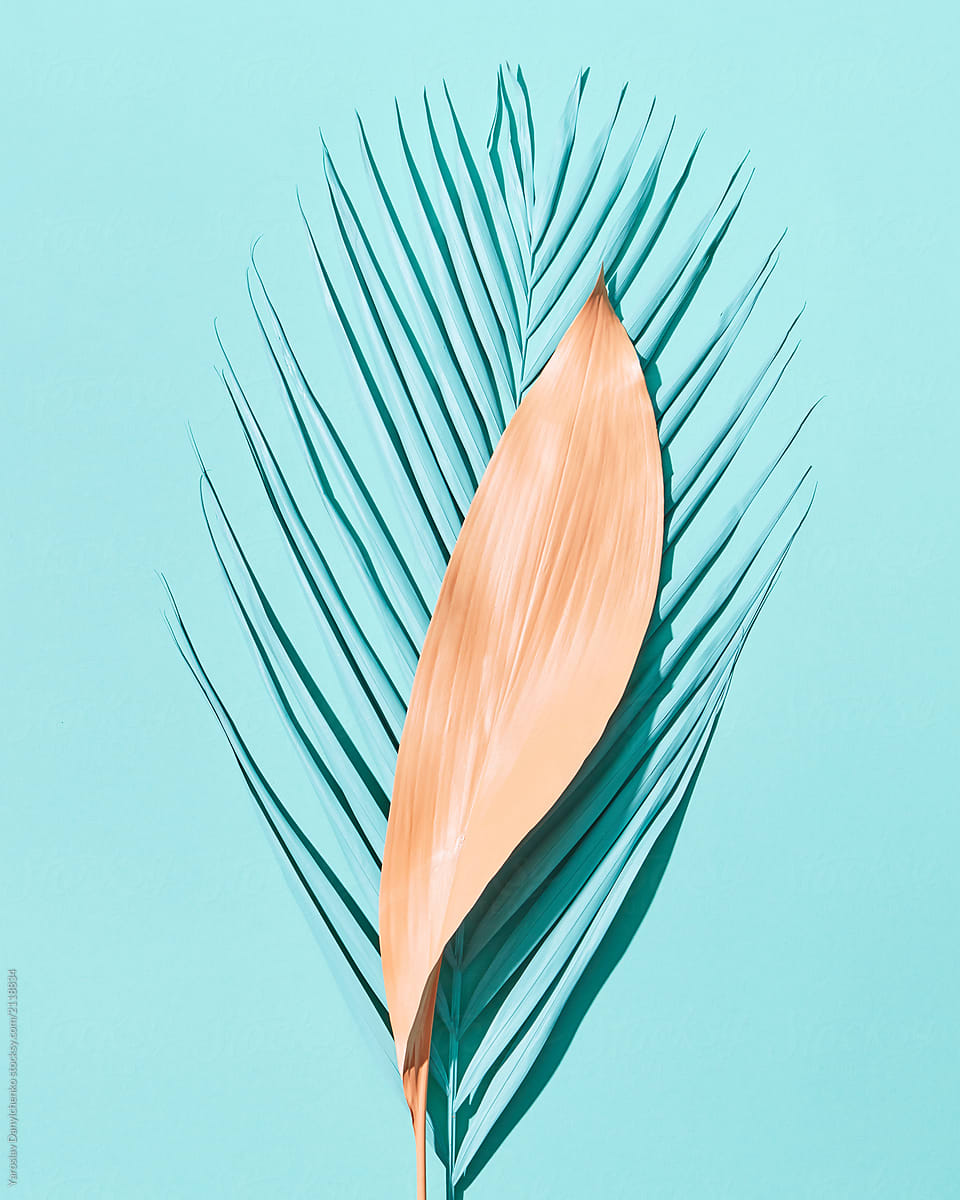 Two different palm leaves on a blue background with copy space. Summer layout. Flay lay
