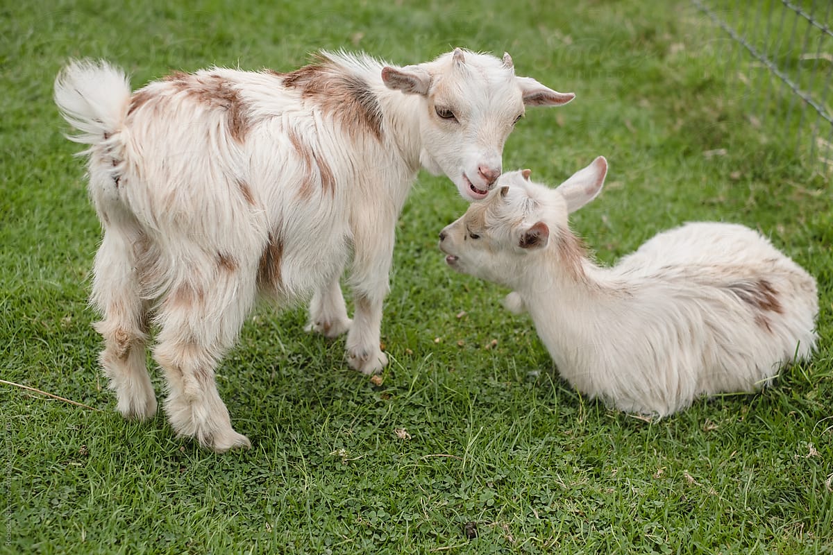 Cute pygmy goats at the petting farm