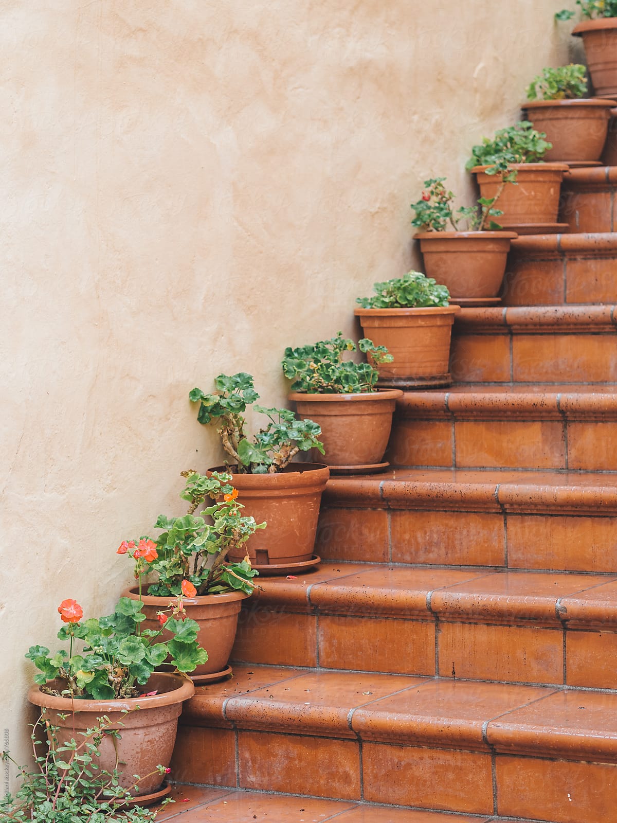 Flower pots on the stairs