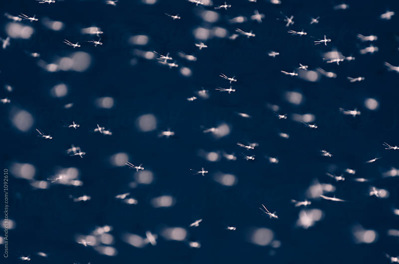 Mosquitoes flying on night sky