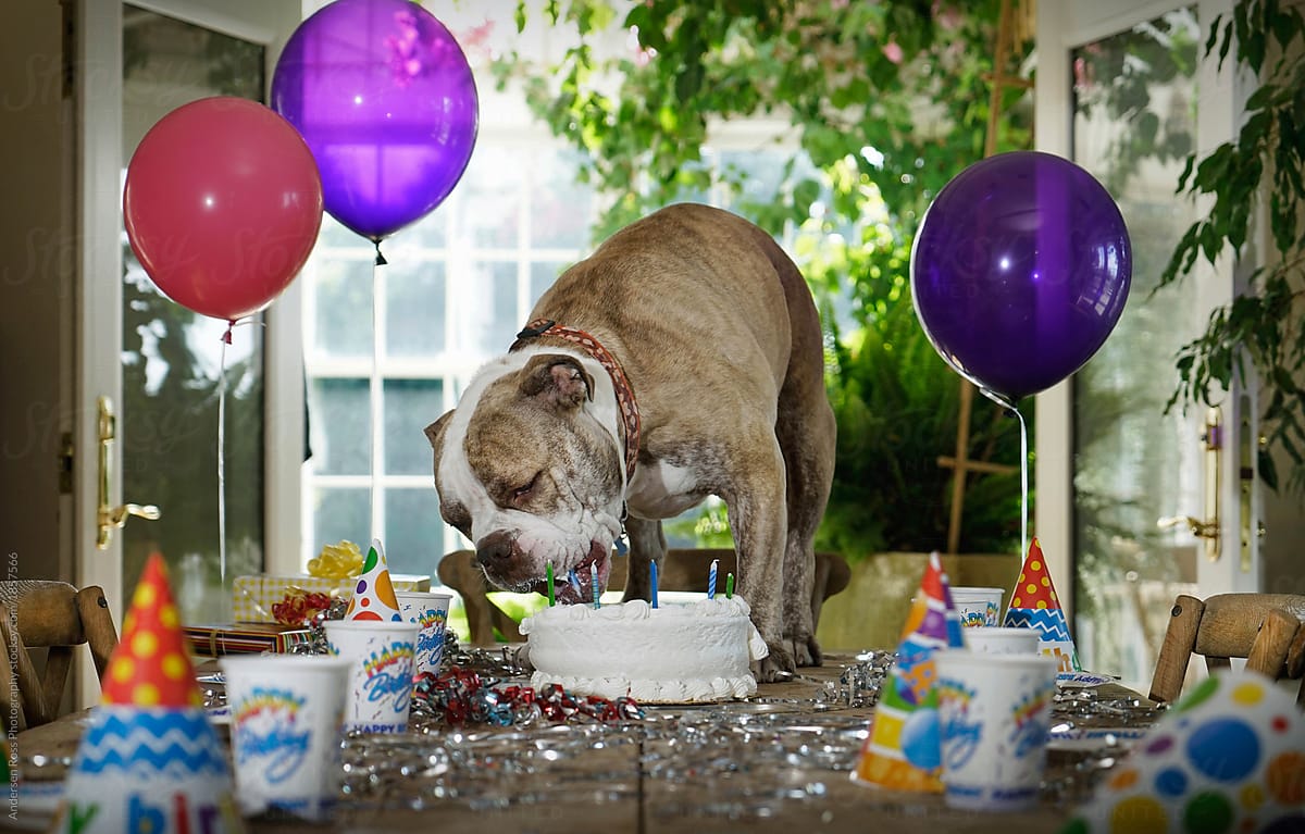 Birthday party with dog eating the cake