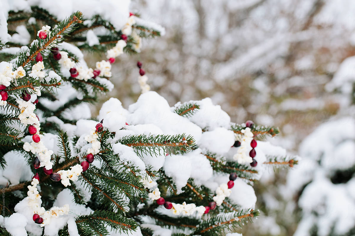 snow covered fir tree decorated with cranberry and popcorn garland