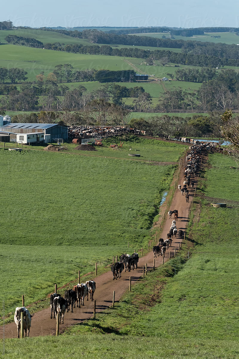 Cows walking up for milking at an Australian Dairy farm