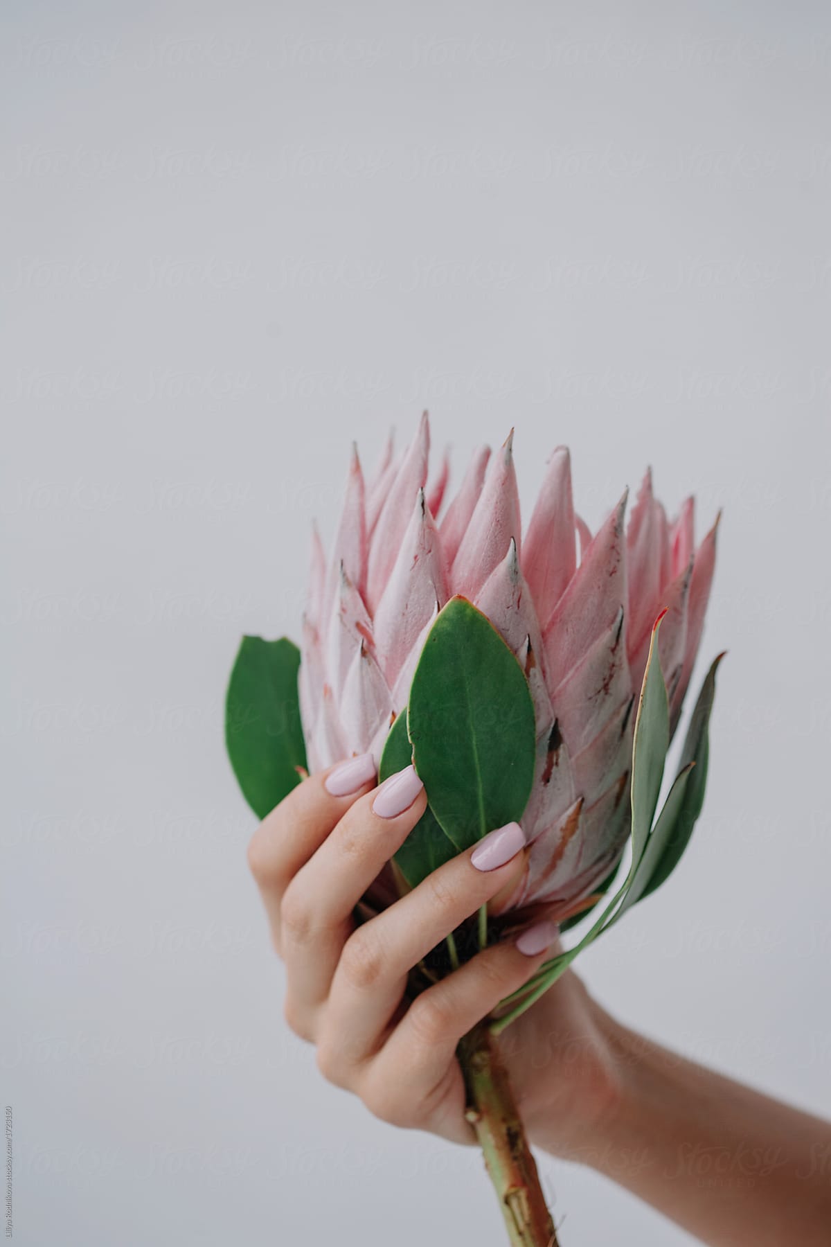 Crop female\'s hand holding protea flower on white background