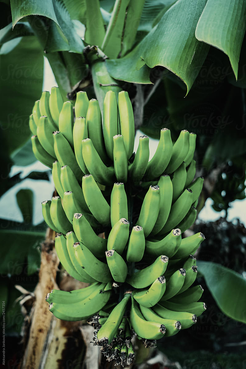 Green Bananas On A Tree
