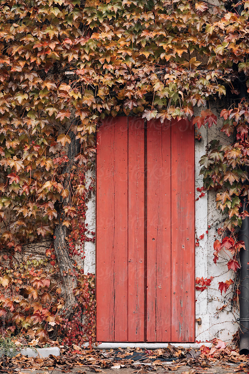 Red Door With Red Ivy Leaves