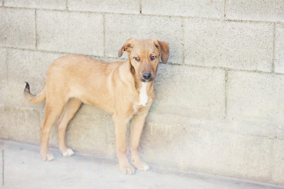Portrait of a cute puppy standing close to wall in dog pound