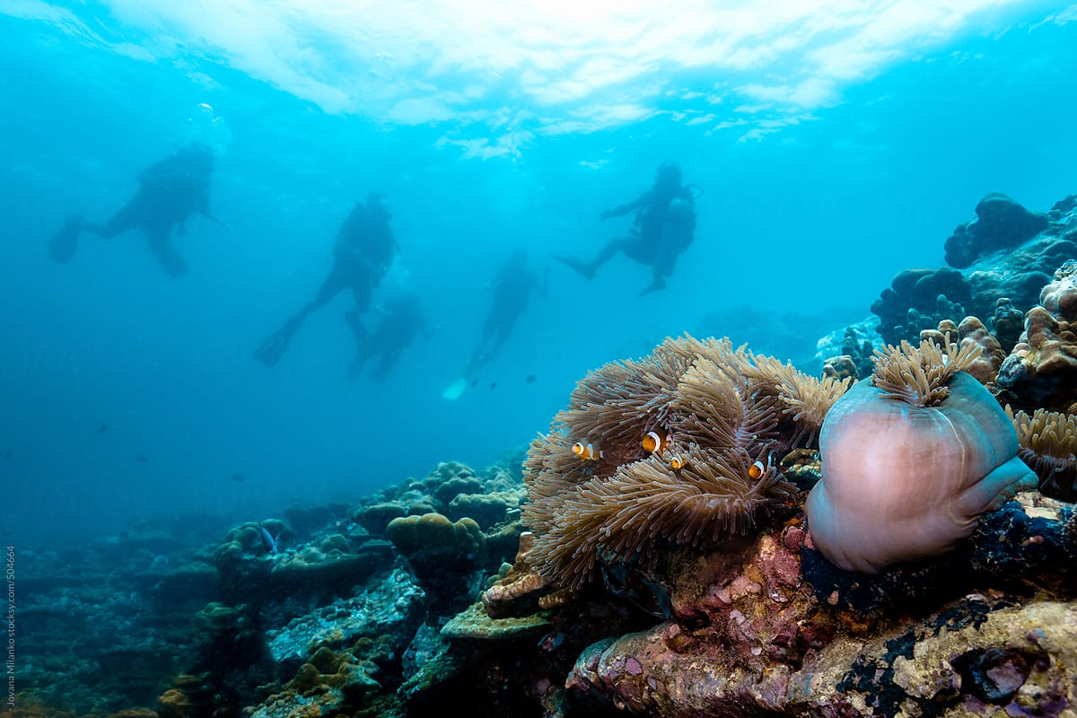 Scuba Divers exploring coral reef