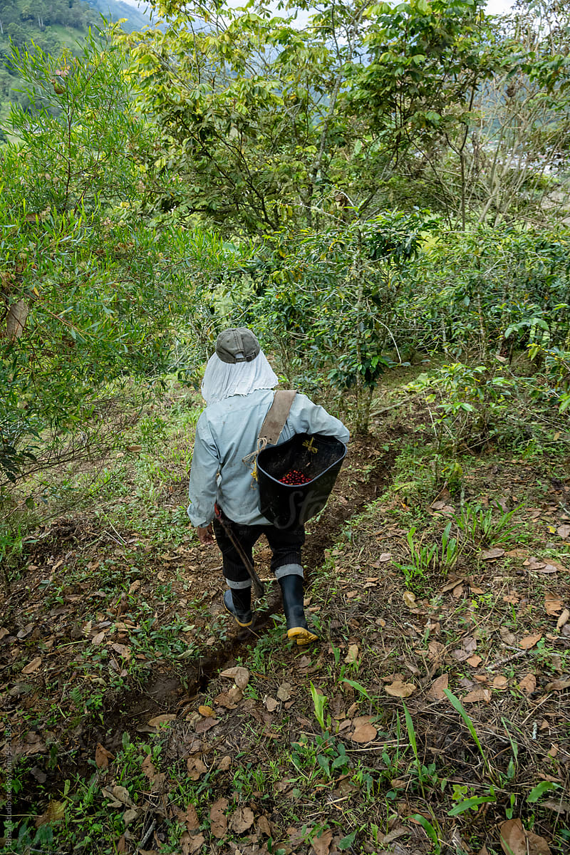 Local Farmer In Coffee Plantation, Colombia
