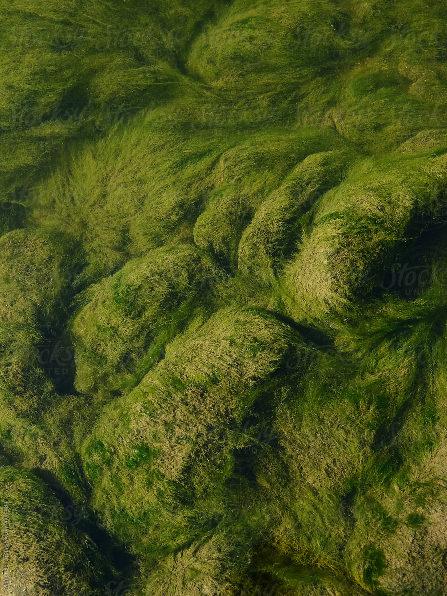 Abstract view  from above of green lichens in the bottom of a river