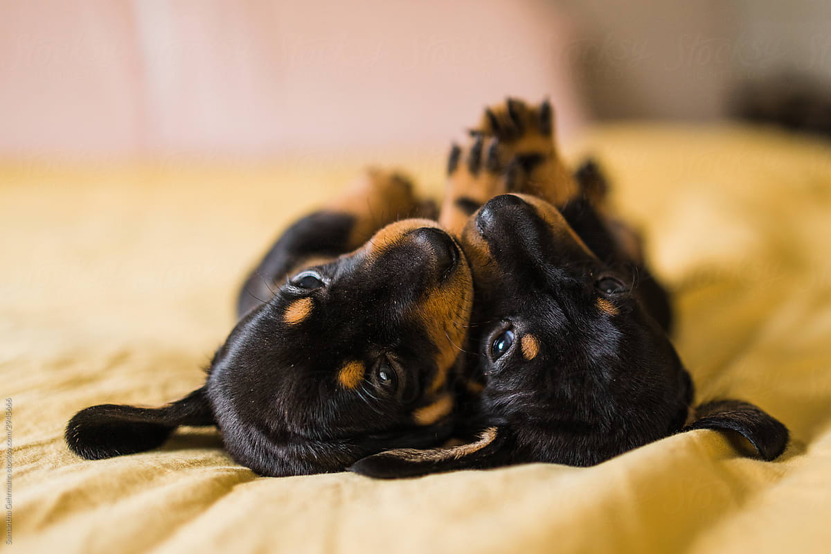 black and tan puppies