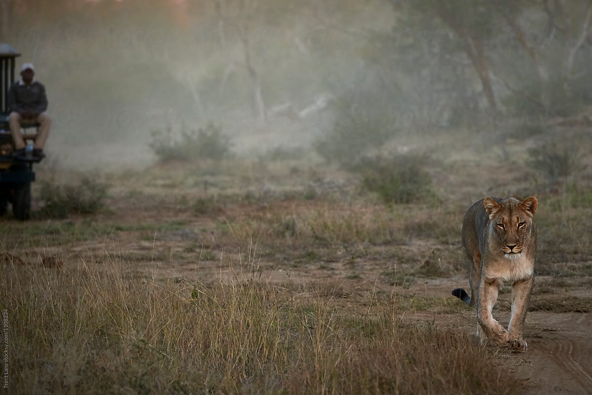 Lioness walking along savannah