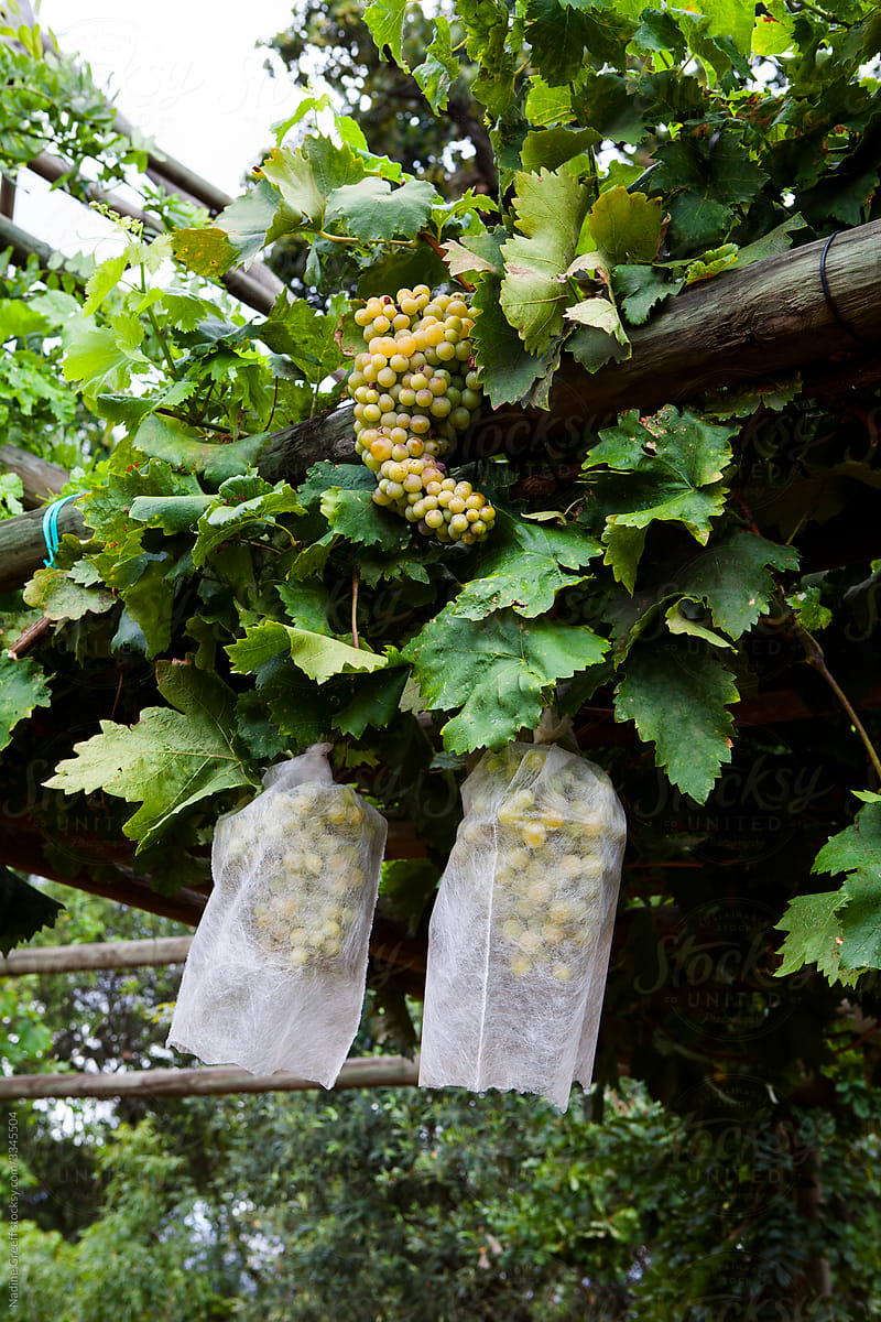 organic grapes with protective covering
