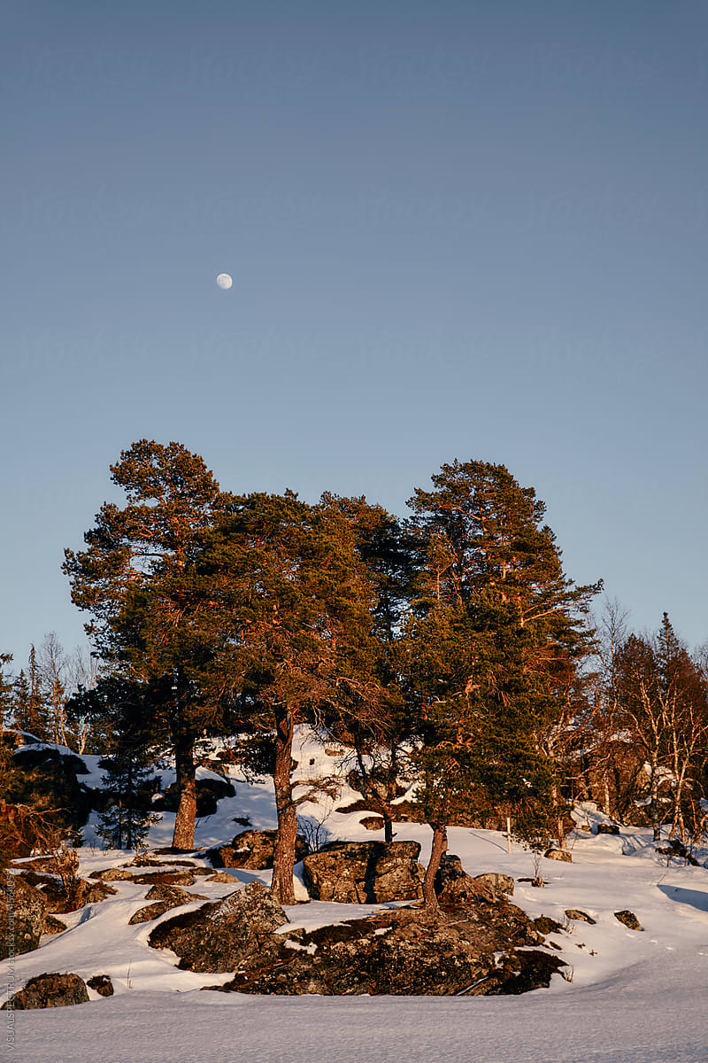 Winter Pine Trees With Moon