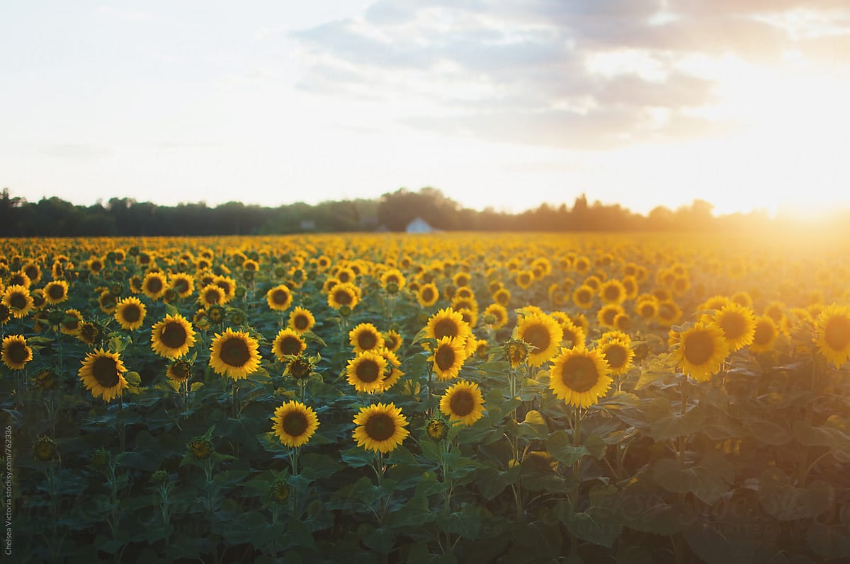 A sunflower field at sunset