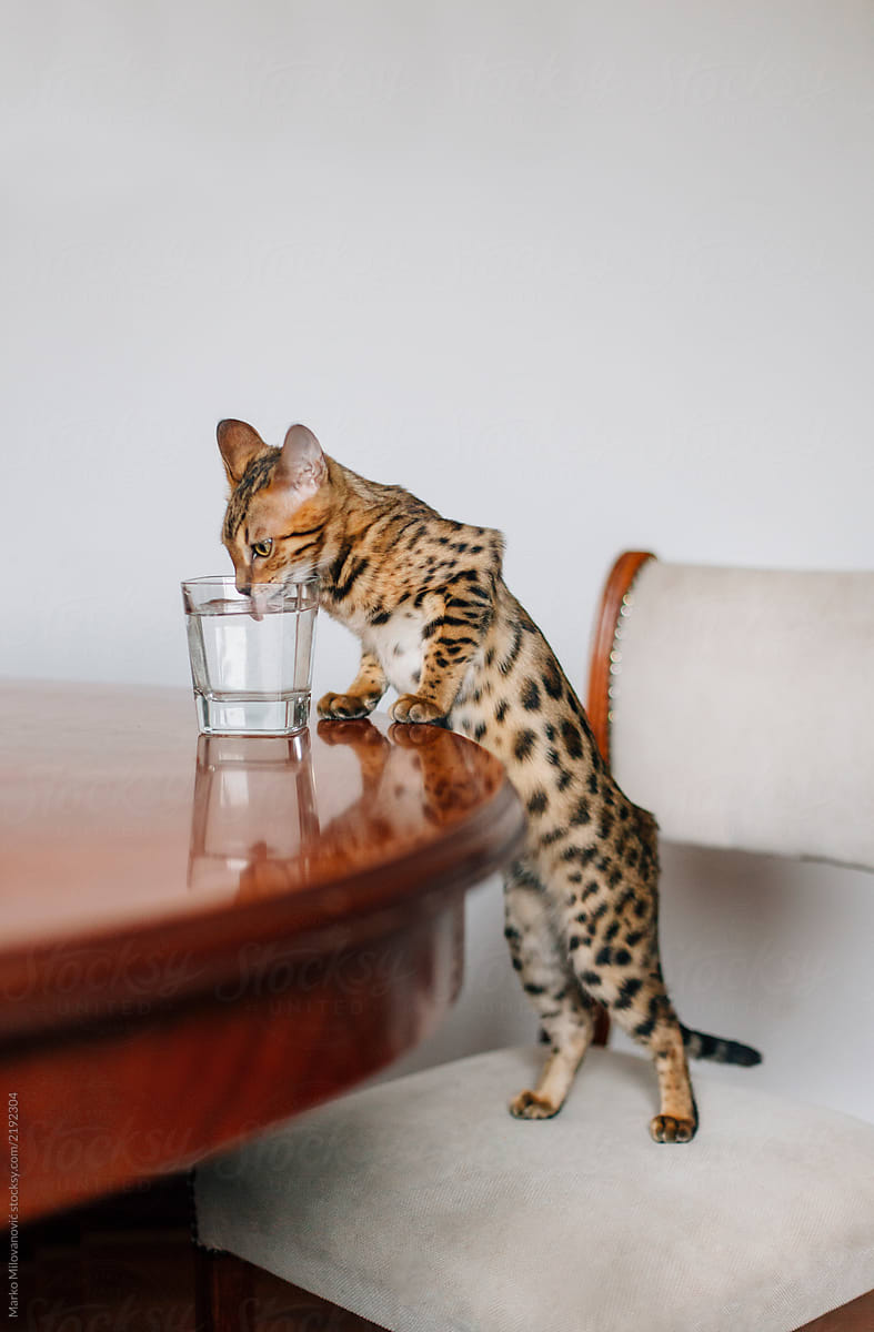 Bengal cat drinking water