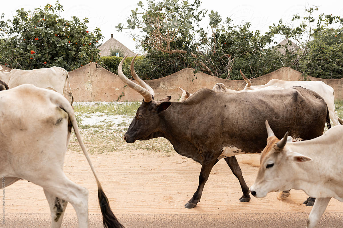 herd of cows and bulls strolling along a village road