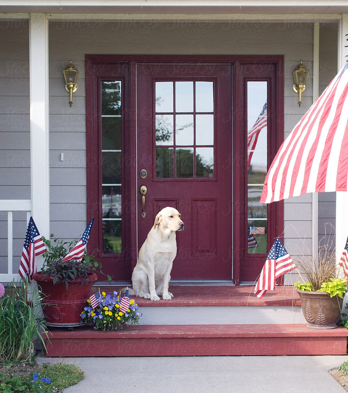 Golden lab sitting on porch decorated for 4th of July
