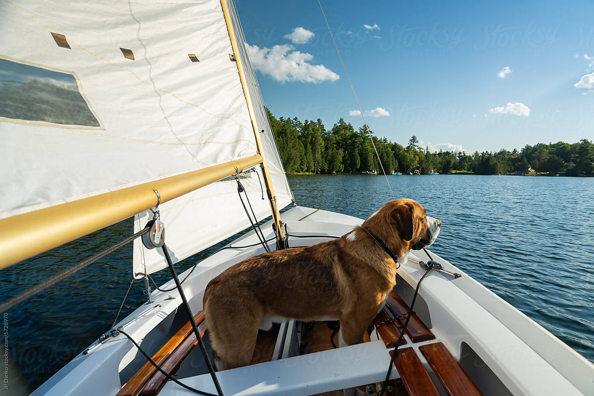 Large Dog Sailing in Small Sailboat in Summer