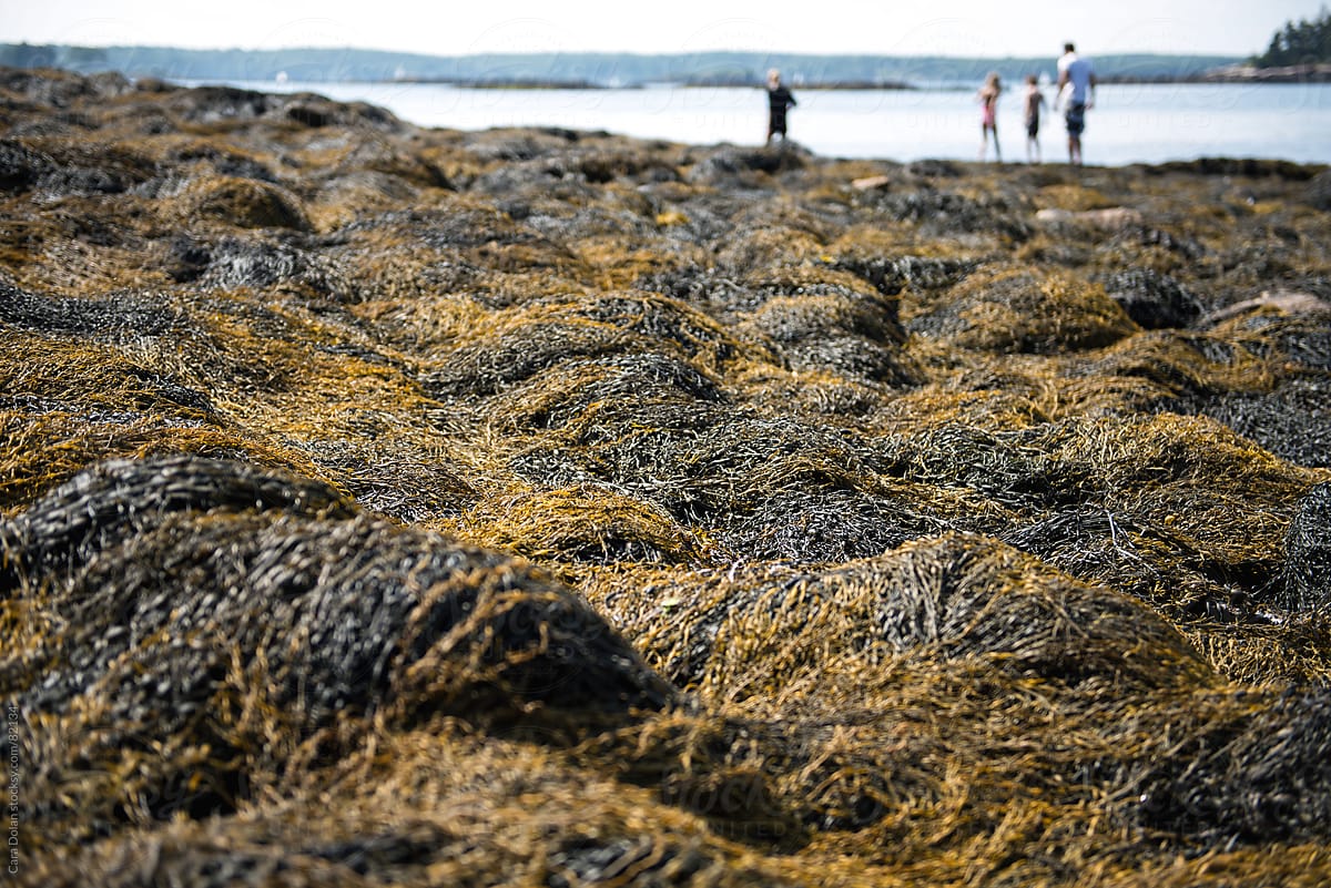Family Explores Tide Pools on the Coast of Maine