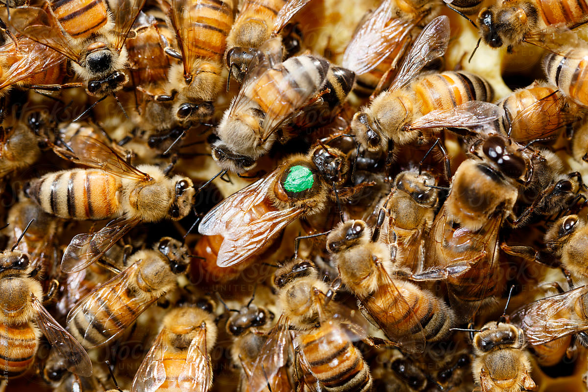 Marked Queen Honey Bee