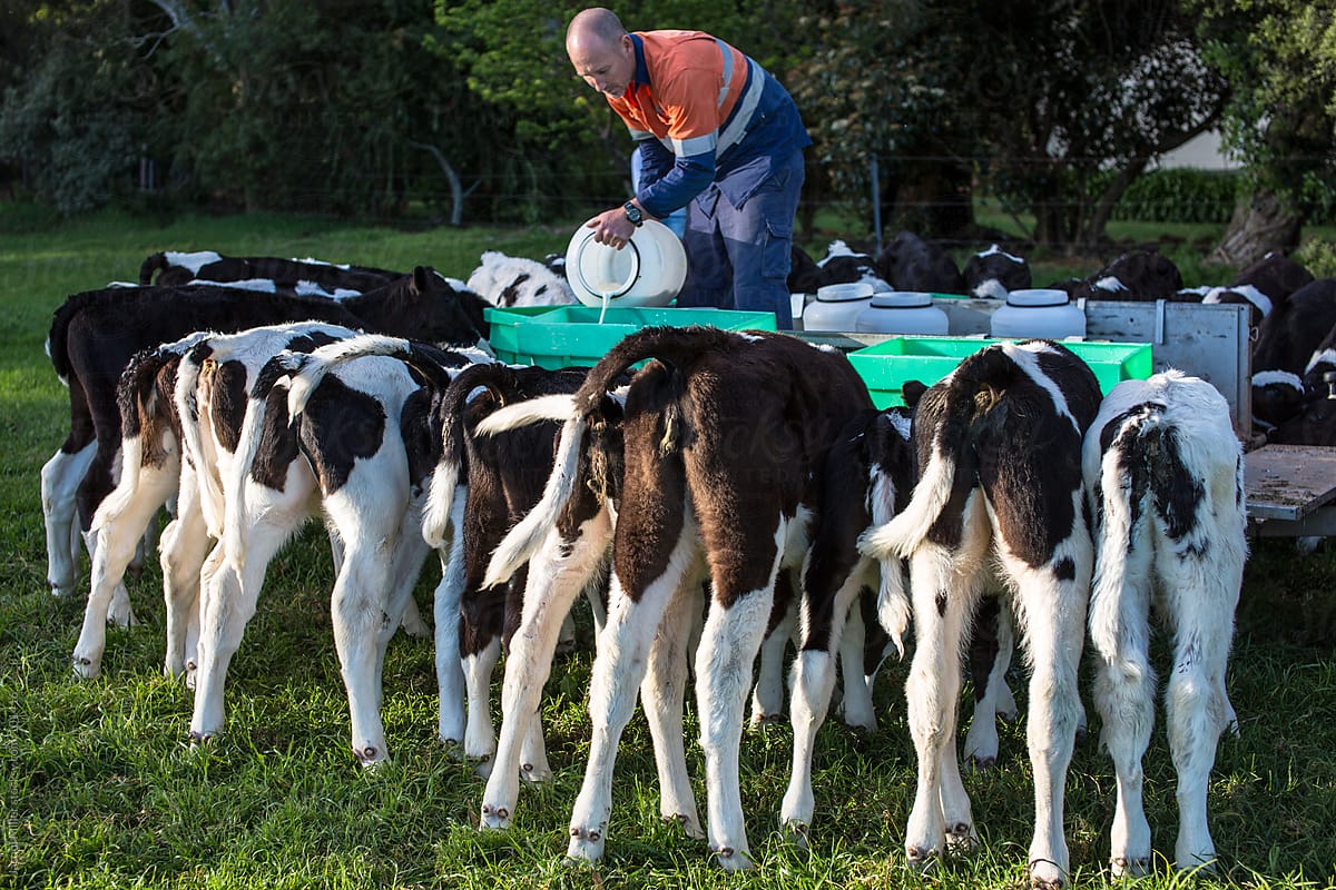 Man feeding calves on daisy farm