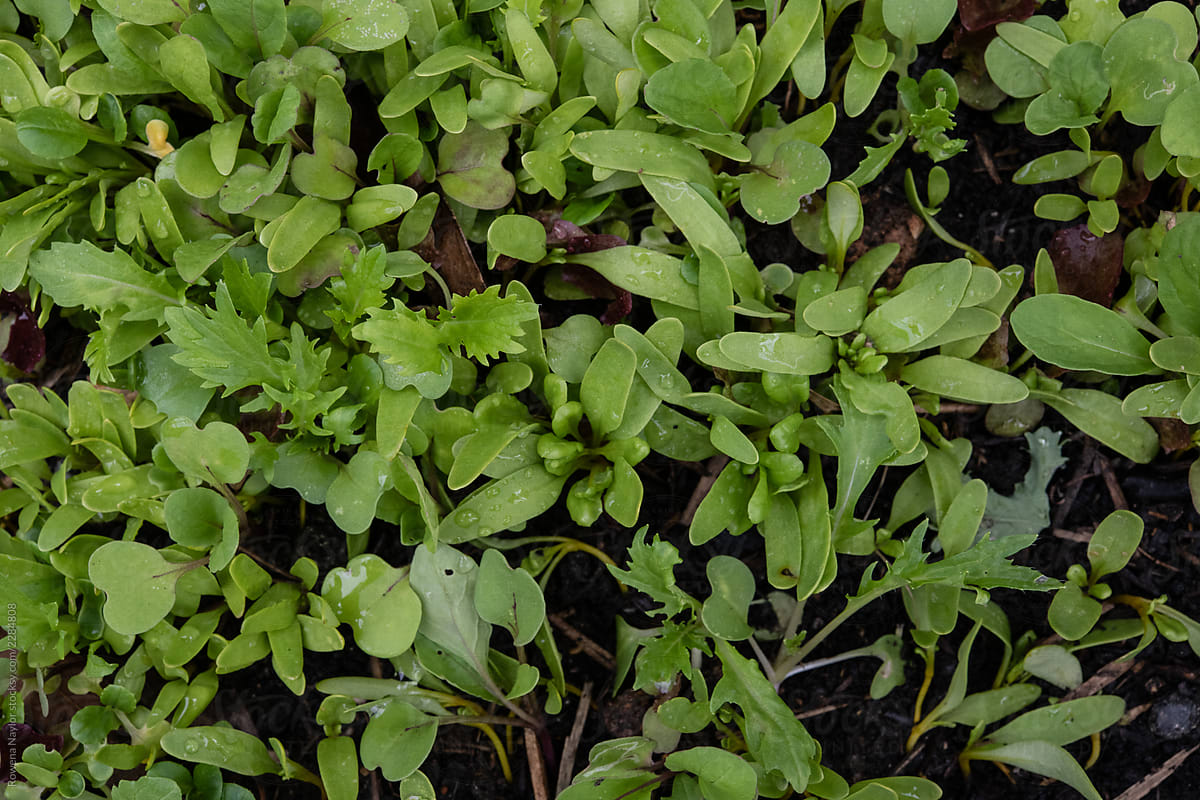 Micro greens salad leaves growing in garden bed