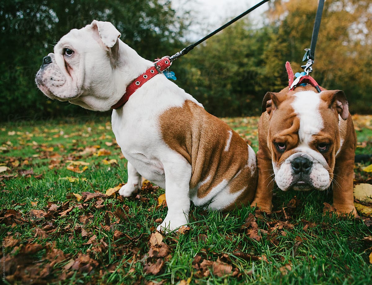 Two English bulldog walking in the park .