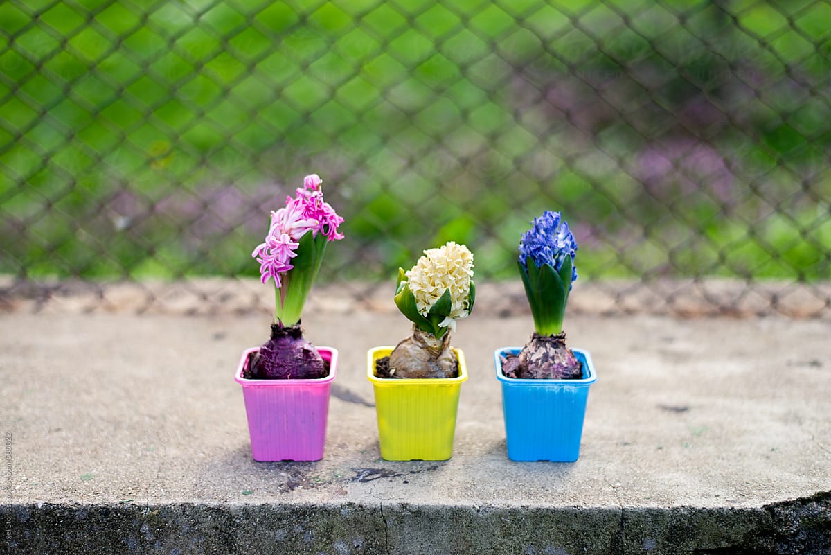 Potted hyacinth flowers in plastic containers
