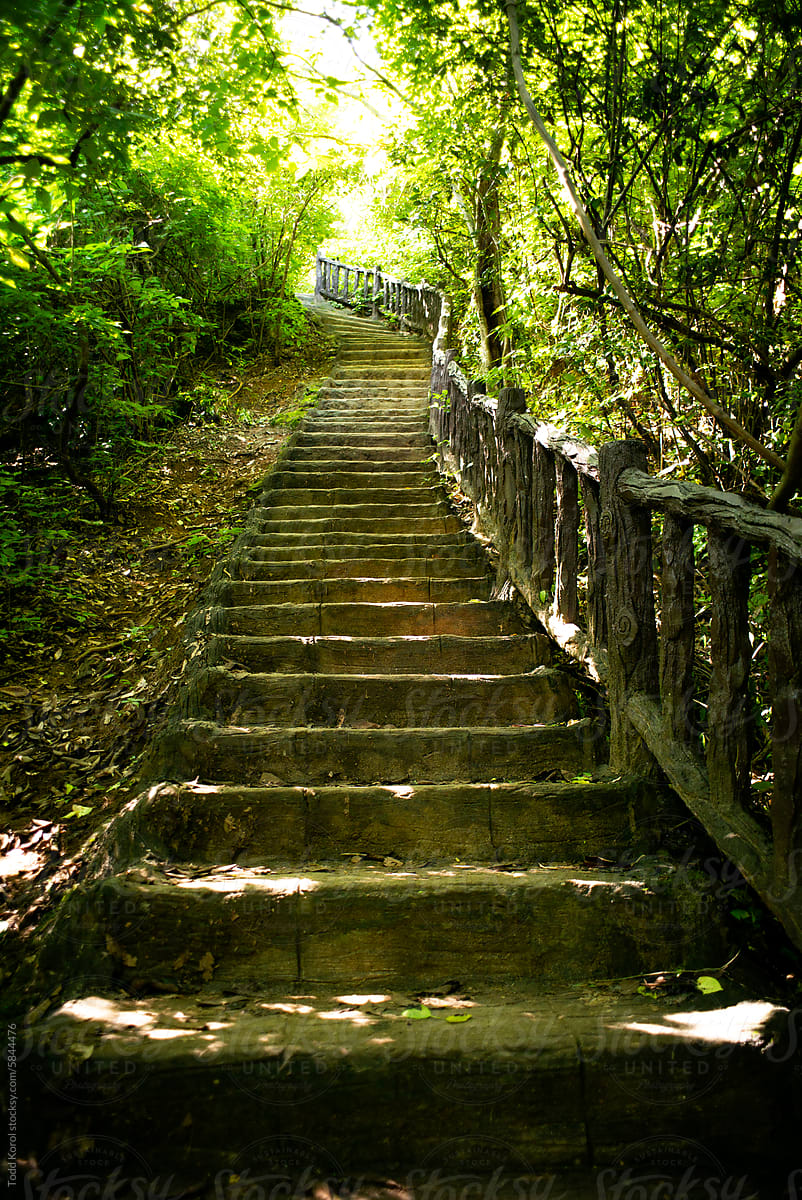 Steps leading through the jungle.