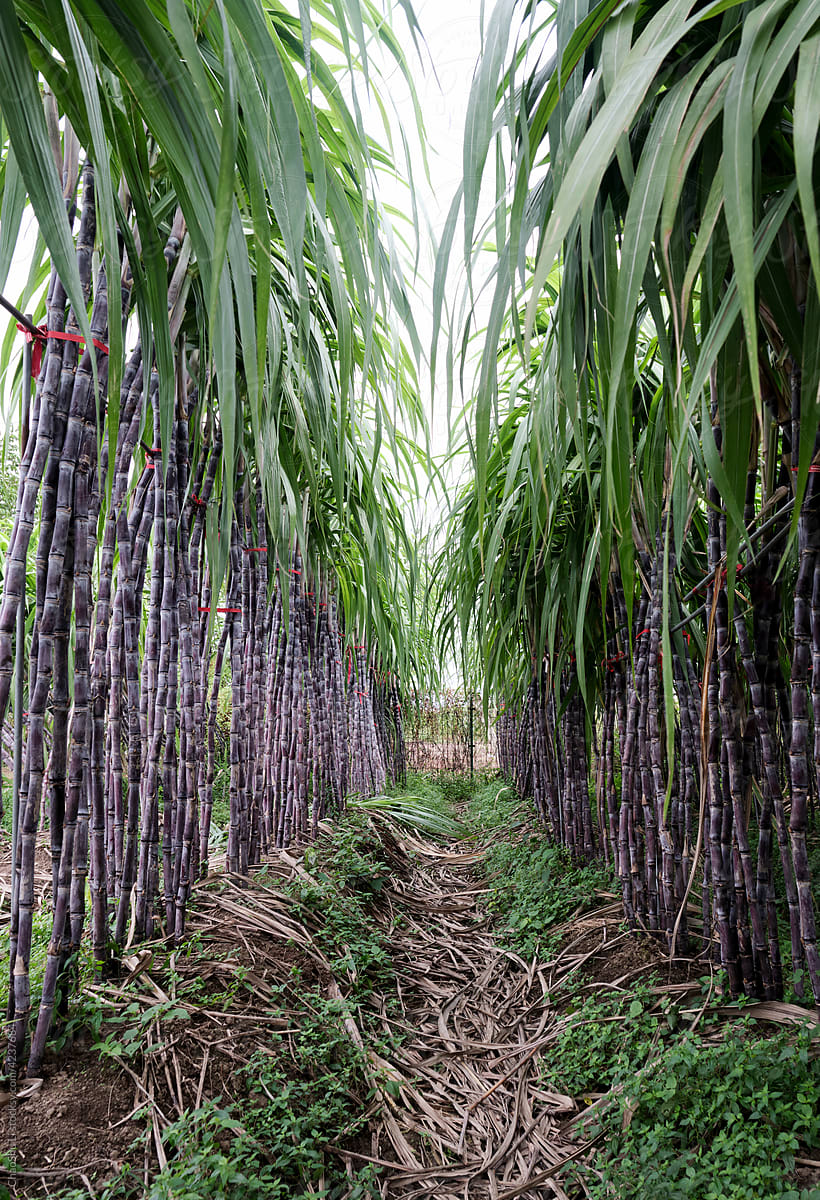 Naturally grown sugarcane field in the farm