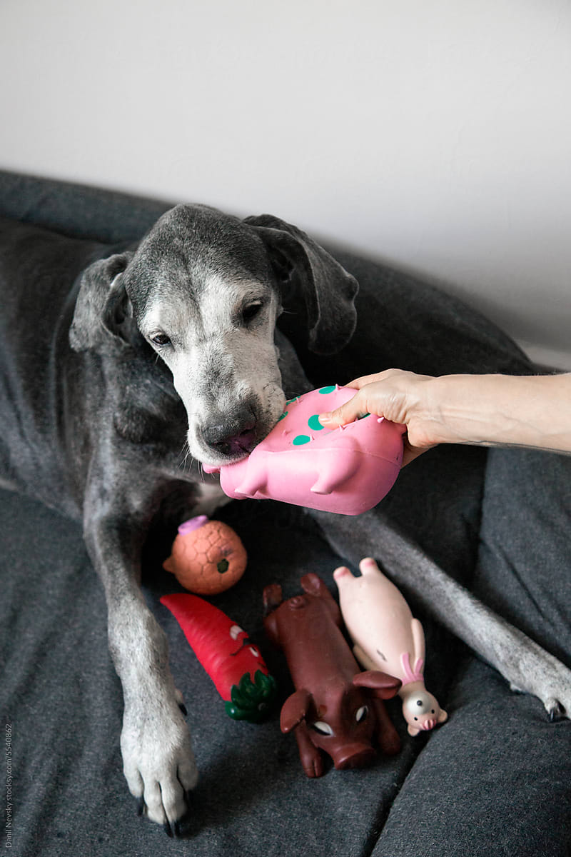 Crop person with toy playing with Great Dane dog