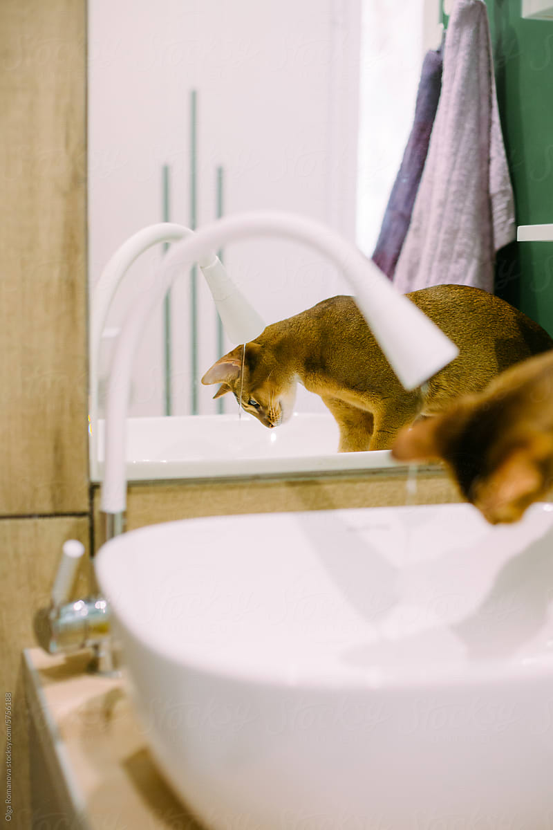 Photo of an abyssinian cat drinking tap water from the faucet