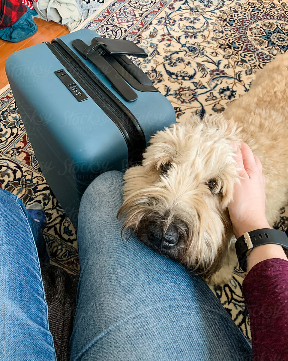 Dog worried while owner packs suitcase