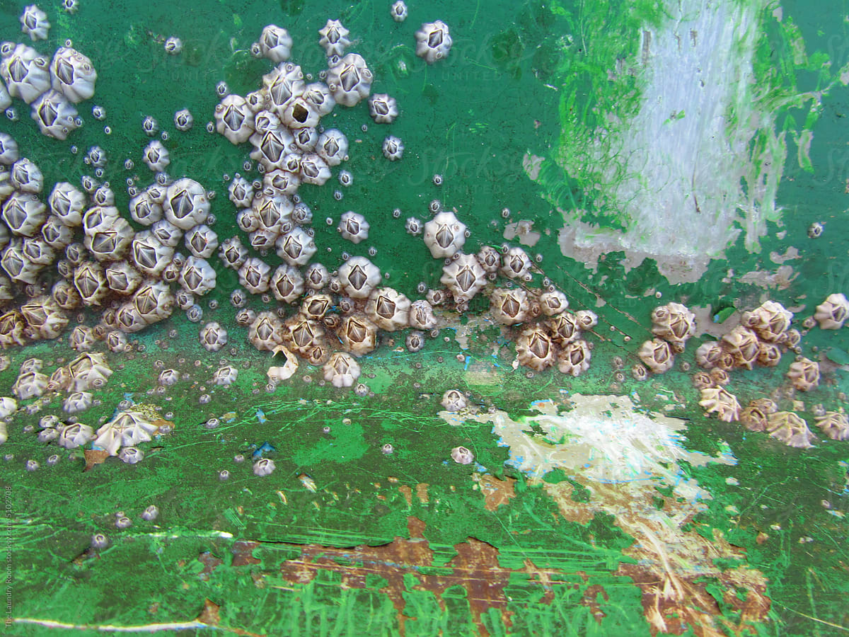 Barnacles on Weather-Beaten Green Boat Hull